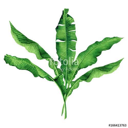 Watercolor painting green leaves isolated on white background.Wa, Premium Kollekció