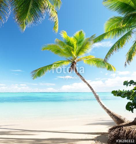 palms on Caribbean beach, Premium Kollekció
