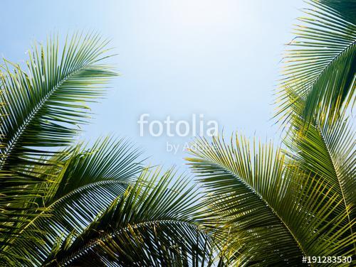 green coconut palm leaf against blue sky with bright sun light n, Premium Kollekció