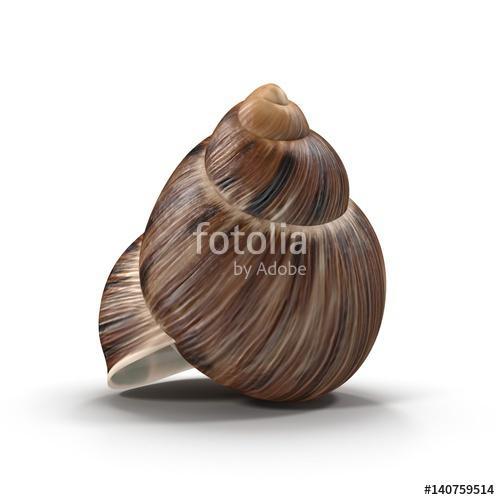 Marginata Shell on white. 3D illustration, Premium Kollekció