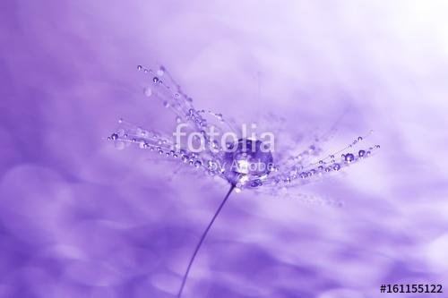 Macro of a dandelion with drops of water, Premium Kollekció
