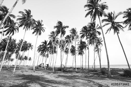 Coconut tree view in black and white with vintage effect., Premium Kollekció