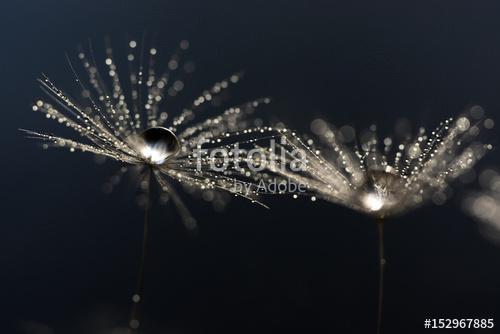 Dandelion macro with droplets of water.Selective focus, Premium Kollekció