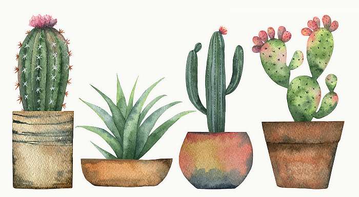 Watercolor vector set of cacti and succulent plants isolated on , Premium Kollekció