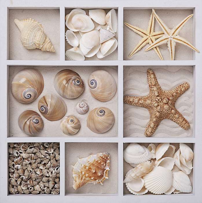 Seashells fehér dobozban, Premium Kollekció