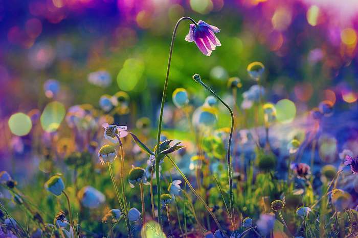 Napos rét, Premium Kollekció Napos rét, Premium Kollekció