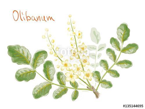 Boswellia sacra (commonly known as frankincense or olibanum-tree, Premium Kollekció
