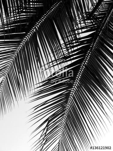 beautiful palms leaf on white background, Premium Kollekció