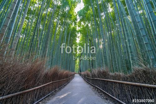 Early morning Wide Angle view of path and sunrays at Sagano Aras, Premium Kollekció