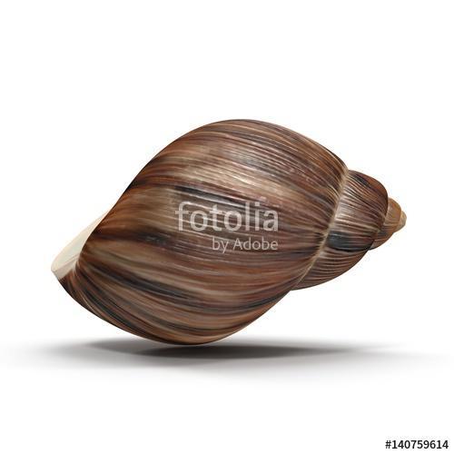 Marginata Shell on white. 3D illustration, Premium Kollekció
