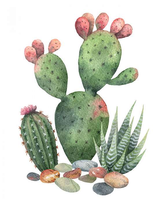 Watercolor vector collection of cacti and succulents plants isol, Premium Kollekció