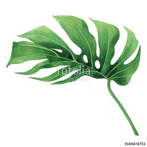 Watercolor painting tropical,palm leaf,green leaves isolated on , Premium Kollekció