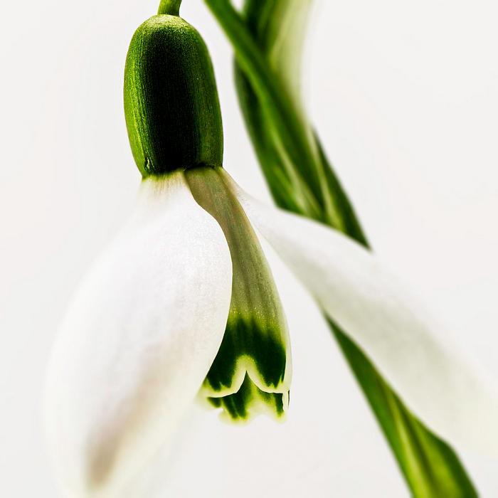 Hóvirág 2. (blur version), 