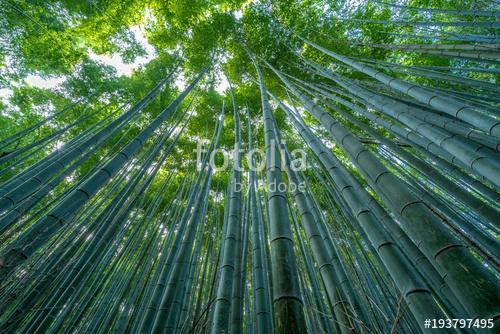 Early morning sky view through bamboo stalks at Sagano Arashiyam, Premium Kollekció