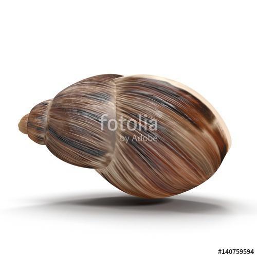 Marginata Shell on white. 3D illustration, Premium Kollekció