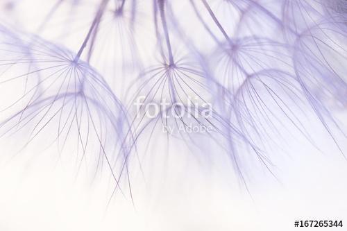 Dandelion seeds closeup in delicate shades.Selective focus, Premium Kollekció