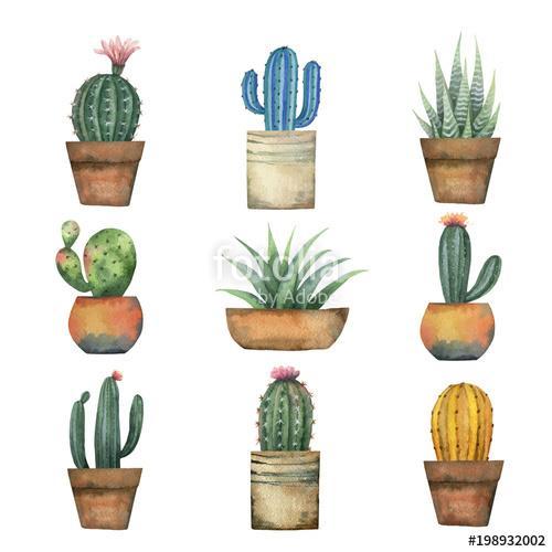 Watercolor vector set of cacti and succulent plants isolated on , Premium Kollekció