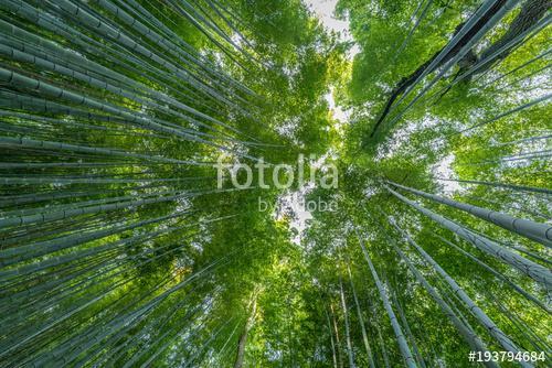 Early morning sky view through bamboo stalks at Beautiful Sagano, Partner Kollekció