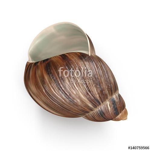 Marginata Shell on white. 3D illustration, Premium Kollekció