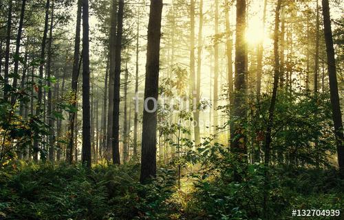 Moody forrest with sunlight, Premium Kollekció