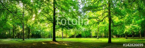 A zöld erdő táj nyári panorámaként, Partner Kollekció