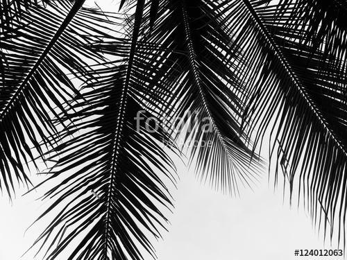 beautiful palms leaf on white background, Premium Kollekció