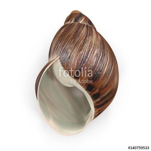 Marginata Shell on white. 3D illustration, Premium Kollekció