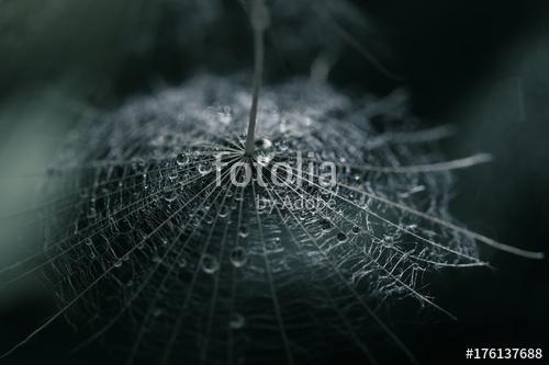 A dandelion seed with a drop of dew on a dark background. Select, Premium Kollekció