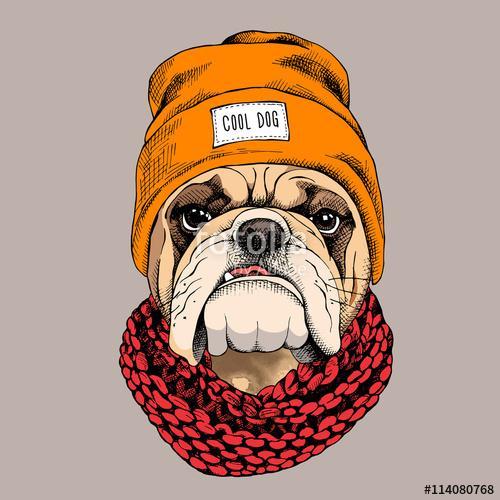 Bulldog portrait in a hipster hat and with Knitted scarf. Vector, Premium Kollekció