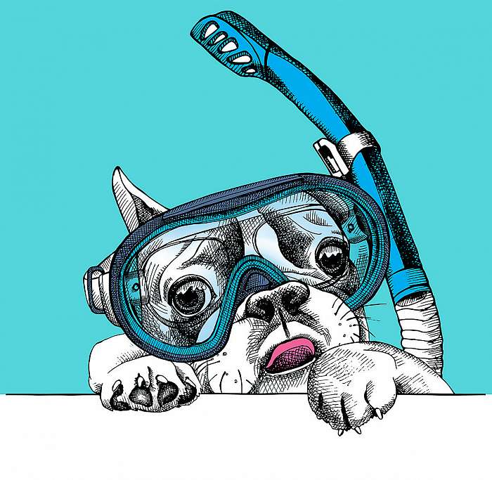 Portrait of a French Bulldog in diving mask with tube on blue ba, Premium Kollekció