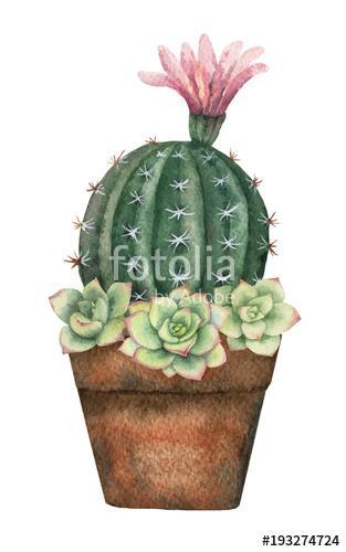 Watercolor vector composition of cacti and succulents in a pot i, Premium Kollekció