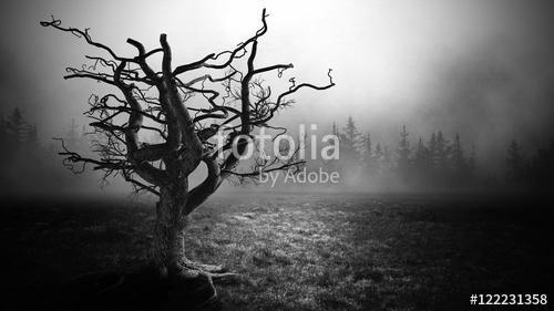 Dark Horror  Spooky  tree., Premium Kollekció