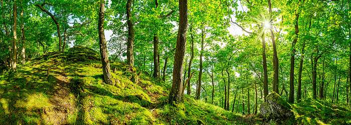 Erdei panoráma fényes napsütésben, Premium Kollekció