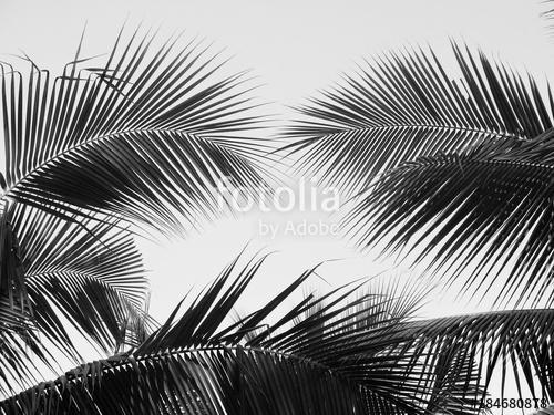 beautiful palms leaf on white background, Premium Kollekció