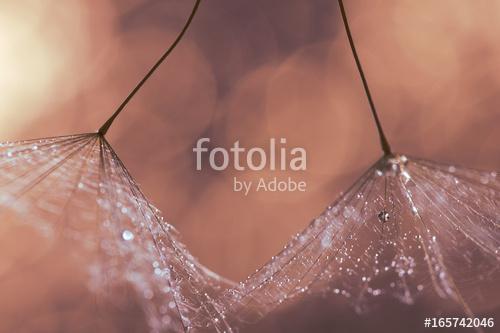 Macro of dandelion with water drops or dew in Golden shades., Premium Kollekció