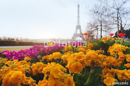 Párizs tavasszal, sárga virágok az előtérben és az Eiffel-torony, Premium Kollekció