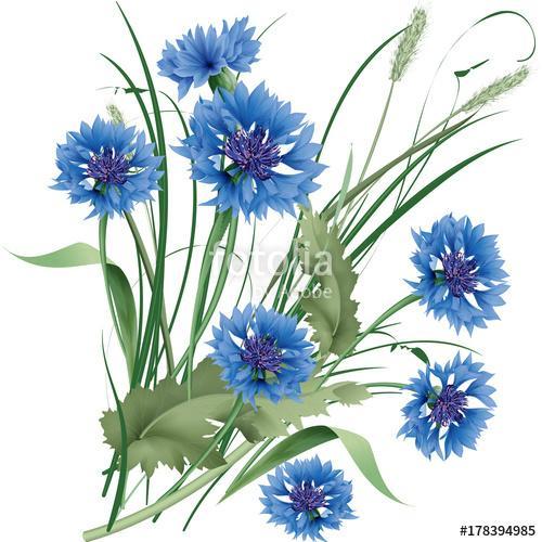 Bouquet bunch of blue cornflowers wildflowers with green leaves., Premium Kollekció