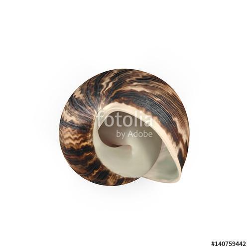 Marginata Shell on white. 3D illustration, Premium Kollekció