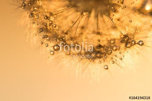 Dandelion with golden drops at sunset. Beautiful sparkling image, Premium Kollekció