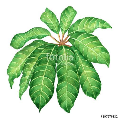 Watercolor painting green leaves,palm leaf isolated on white bac, Premium Kollekció