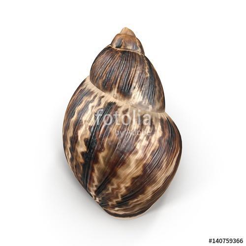 Marginata Shell on white. 3D illustration, Premium Kollekció