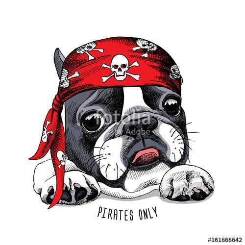 French Bulldog portrait in a pirate bandana. Vector illustration, Premium Kollekció