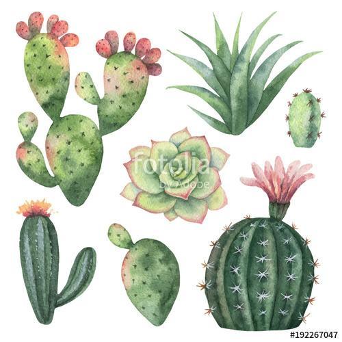 Watercolor vector set of cacti and succulent plants isolated on , Premium Kollekció