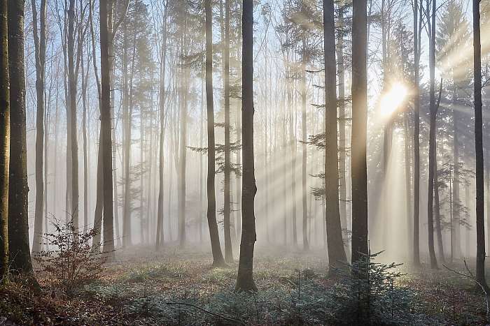 Sun rays through the foggy forrest, Partner Kollekció