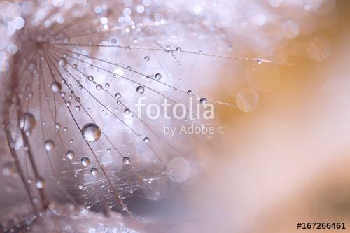 Macro seed of dandelion with water drops. Abstract photo with a , Premium Kollekció