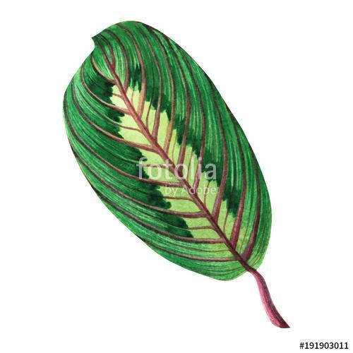 Watercolor painting green leaves,palm leaf isolated on white bac, Premium Kollekció