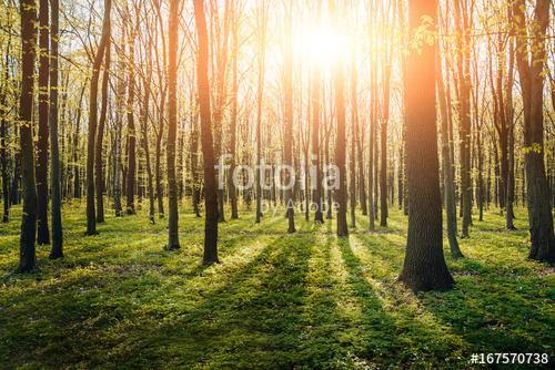 Rays of light in the forrest, Premium Kollekció