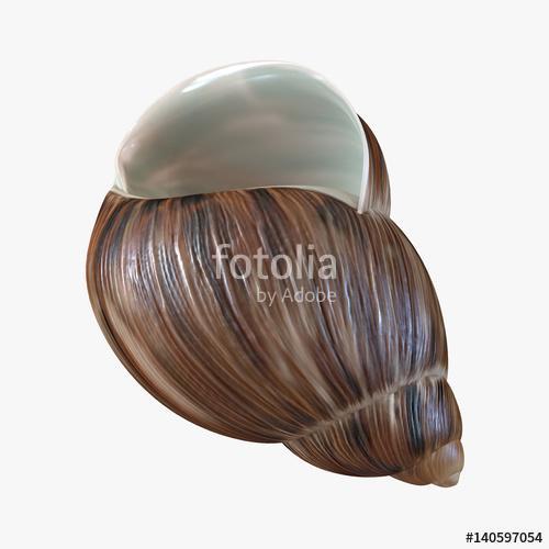 Marginata Shell on white. 3D illustration, Premium Kollekció