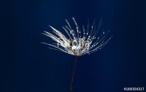 Dandelion seed with water drops closeup. Artistic image of a dan, Premium Kollekció