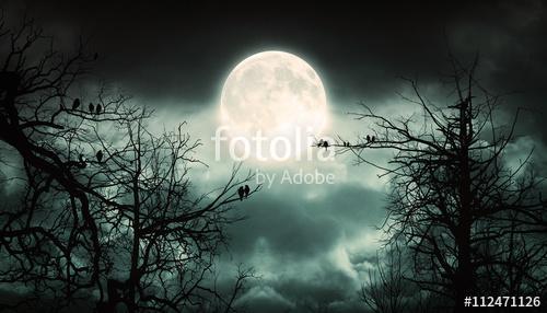 Night Forest With Moon  Background.	, Premium Kollekció